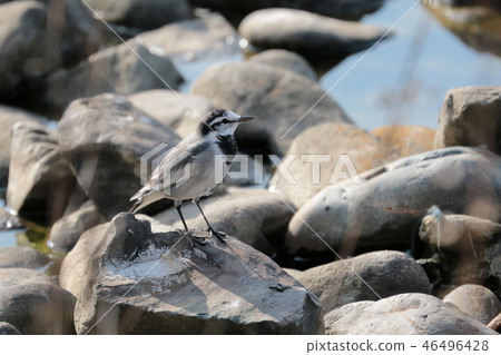 Bakkery Bakkery 46496428