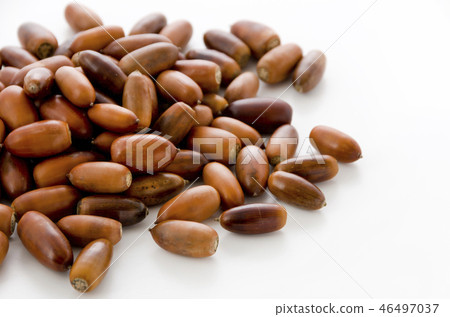 橡子 橡子 46497037