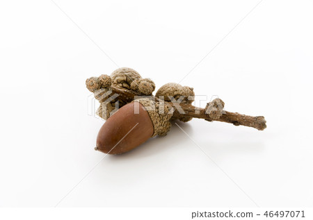 Acorn 46497071