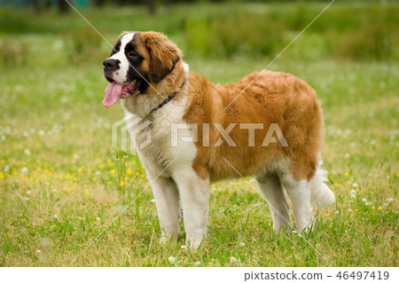 St. Bernard St. Bernard 46497419