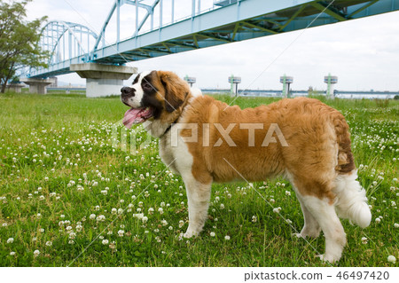St. Bernard St. Bernard 46497420