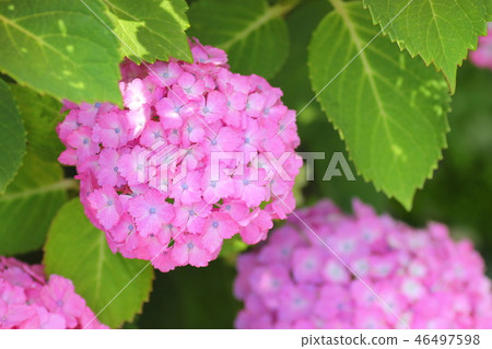 hydrangea hydrangea 46497598