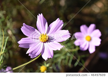 Cosmos (fall cherry) 46497609