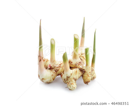 Greater galangal isolated on the white background 46498351
