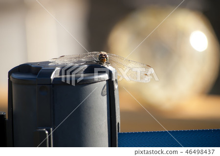 Dragonfly break Dragonfly break 46498437