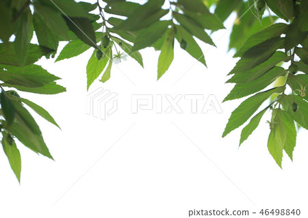 Green leaves with white background Green leaves with white background 46498840