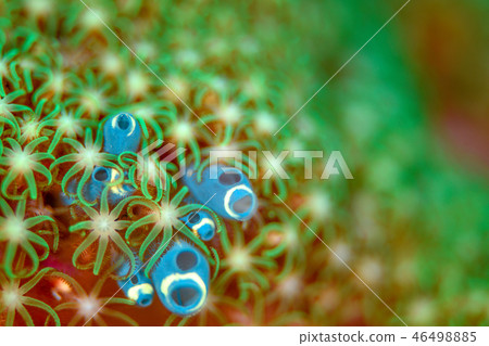 Wamontsutsuboya Wamontsutsuboya 46498885
