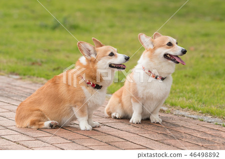 威爾士科基犬 46498892