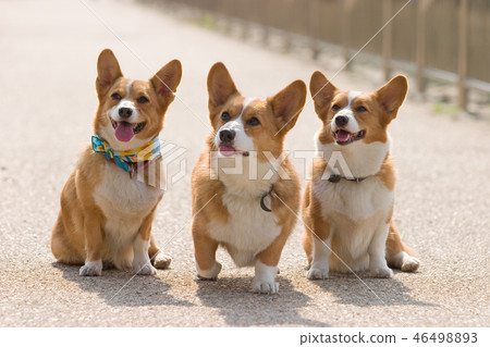 Welsh Corgi 46498893