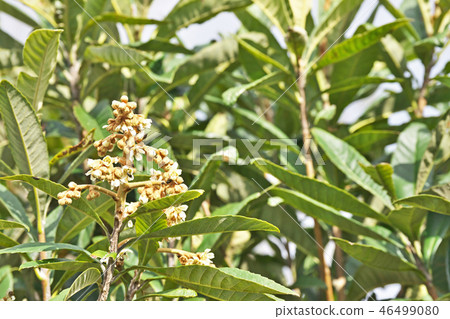 Buds and flowers of loquat 46499080