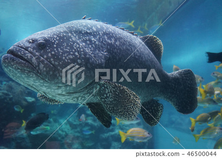 沖繩美麗海水族館 46500044