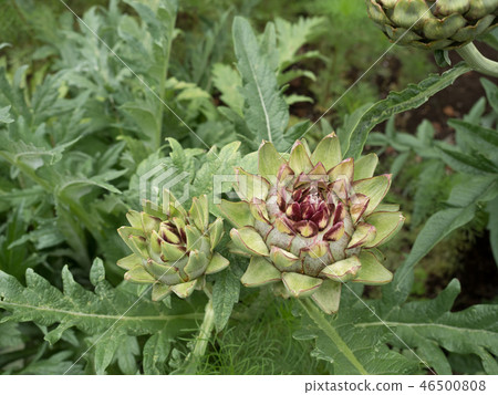 Artichoke medicinal plant Artichoke medicinal plant 46500808