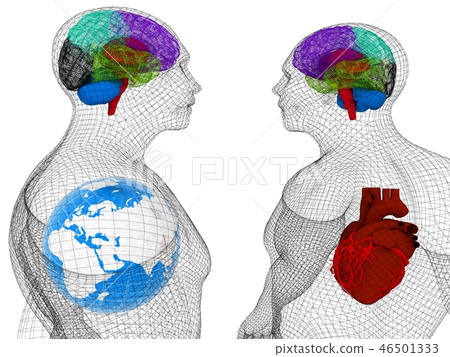 Wire human body model with heart and brain  46501333