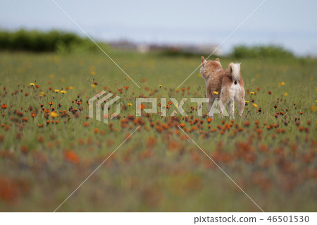 Shiba Inu in the Field Shiba Inu in the Field 46501530