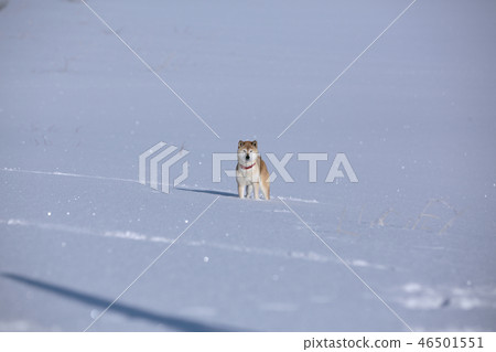 Shiba在雪原 Shiba在雪原 46501551