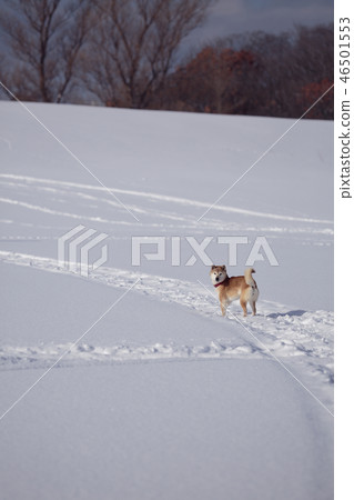 Shiba in the snowy field 46501553