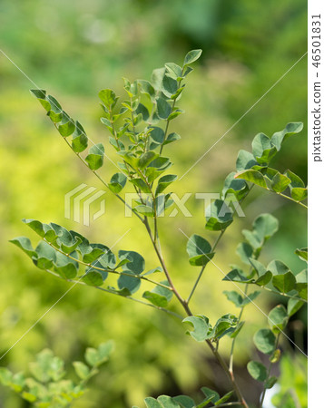 烏拉爾甘草藥用植物 46501831