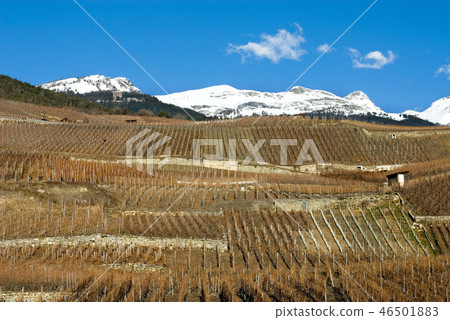 Hillside Vineyards Hillside Vineyards 46501883