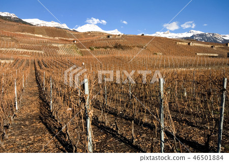 Hillside Vineyards Hillside Vineyards 46501884