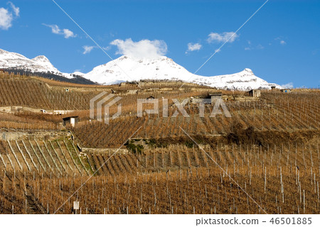 Hillside Vineyards Hillside Vineyards 46501885