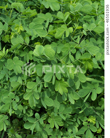Ebisugusa藥用植物 Ebisugusa藥用植物 46501936