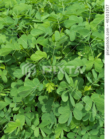 Ebisugusa藥用植物 Ebisugusa藥用植物 46501937