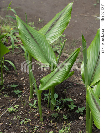 Jujube medicinal plant Jujube medicinal plant 46502127