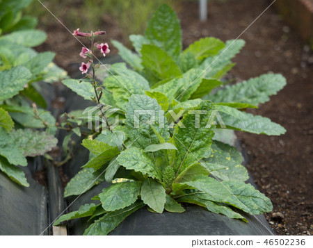 藥用植物 藥用植物 46502236