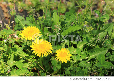 Dandelion persimmon dandelion persimmon dandelion perennial Dandelion persimmon dandelion persimmon dandelion perennial 46502340