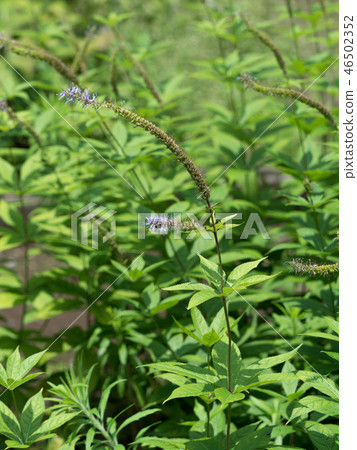 Medicinal plant Medicinal plant 46502352