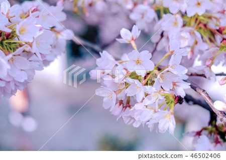 Cherry blossoms after the rain Cherry blossoms after the rain 46502406
