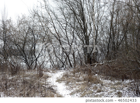 Winter landscape with trees. Winter landscape with trees. 46502433
