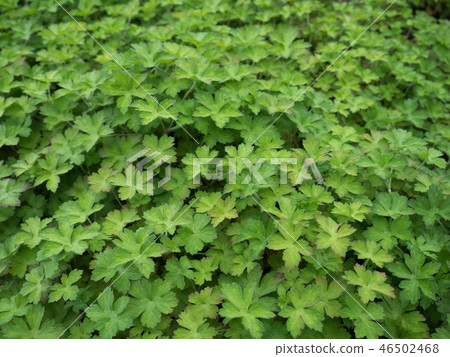 Ginseng medicinal plant Ginseng medicinal plant 46502468
