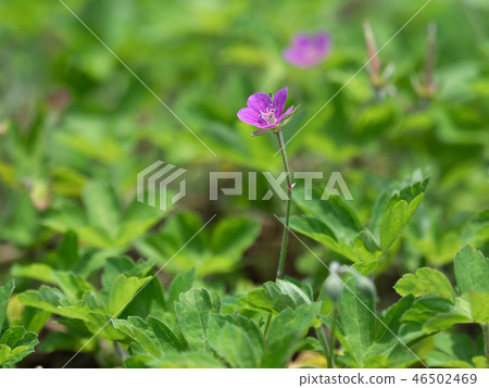 Ginseng medicinal plant 46502469