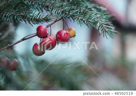 mini decoratives red apples in christmas tree 46502519