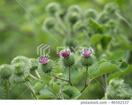 牛蒡花 牛蒡花 46502537