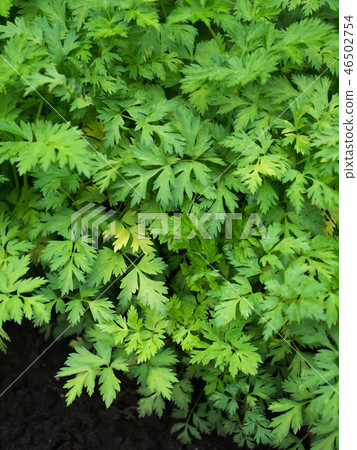 Senkyu藥用植物 Senkyu藥用植物 46502754