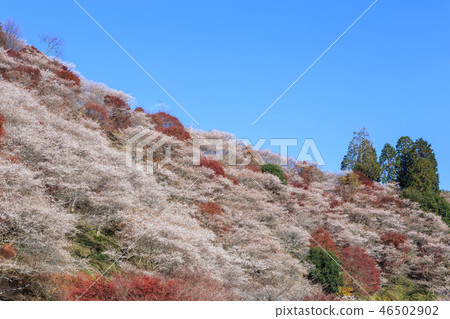 Ohara four seasons cherry blossoms and colored leaves Aichi Ohara four seasons cherry blossoms and colored leaves Aichi 46502902