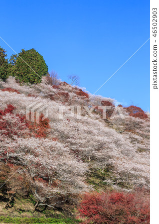 Ohara four seasons cherry blossoms and colored leaves Aichi Ohara four seasons cherry blossoms and colored leaves Aichi 46502903