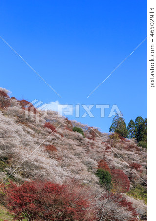 Ohara four seasons cherry blossoms and colored leaves Aichi 46502913