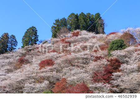 Ohara four seasons cherry blossoms and colored leaves Aichi 46502939