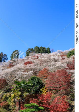 Ohara four seasons cherry blossoms and colored leaves Aichi Ohara four seasons cherry blossoms and colored leaves Aichi 46502943