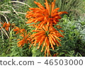 Leonotis 46503000