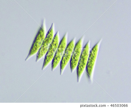 綠藻Tsunoi Gadamo 綠藻Tsunoi Gadamo 46503066