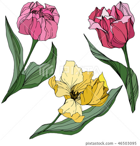 Vector Tulip Engraved Ink Art Floral Botanical Stock Illustration 46503095 Pixta