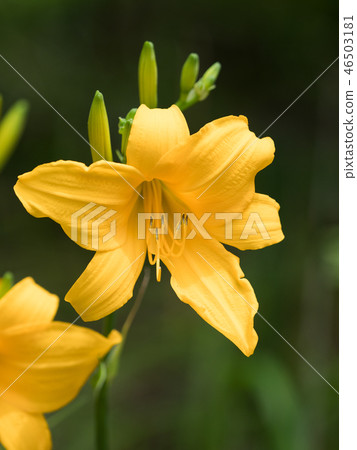 黃花菜 黃花菜 46503181