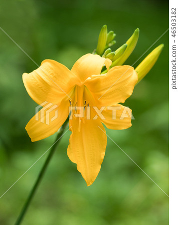 黃花菜 黃花菜 46503182