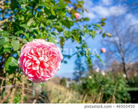 [Shizuoka Prefecture Izu City] Pink roses blooming in the park [Shuzenji Niji no Sato] 46503450