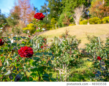 [靜岡縣伊豆市]在公園裡盛開的紅玫瑰[修善寺Niji no Sato] 46503538