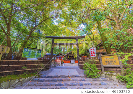 京都嵐山野宮神社鳥居 46503720